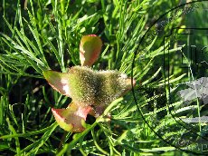 Пион тонколистный 004